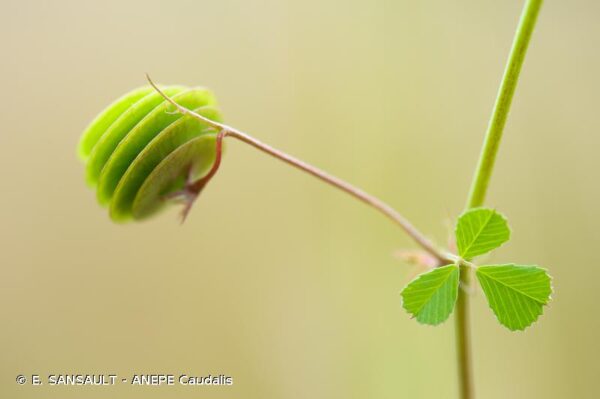 Medicago orbicularis (L.) Bartal. - Image 5