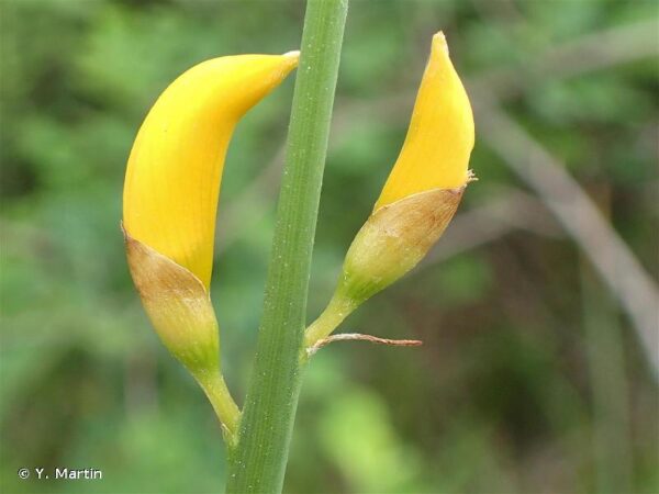 Spartium junceum L. - Image 3
