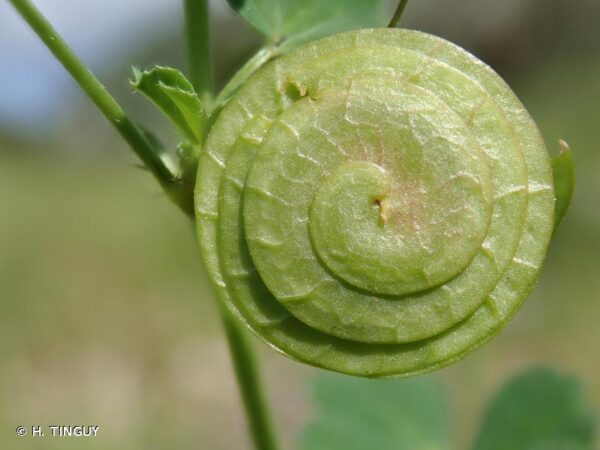 Medicago orbicularis (L.) Bartal. - Image 9