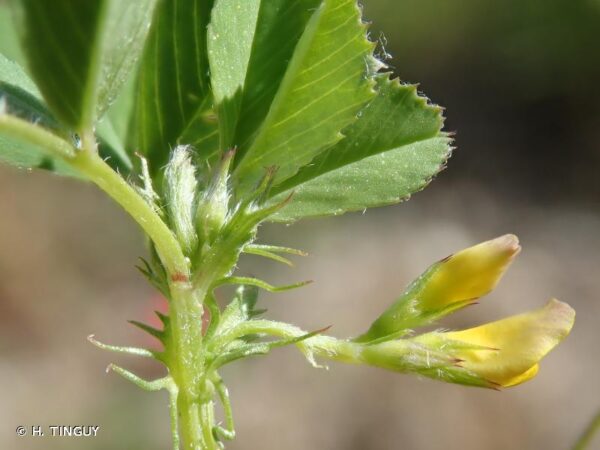 Medicago orbicularis (L.) Bartal. - Image 3