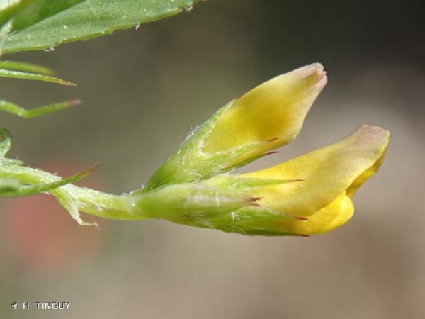 Medicago orbicularis (L.) Bartal. - Image 2