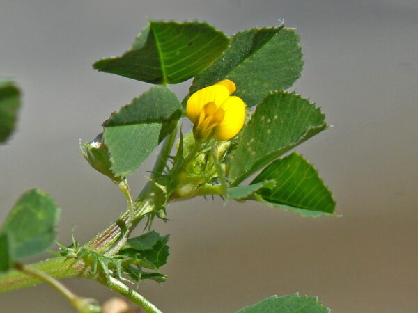 Medicago polymorpha L.