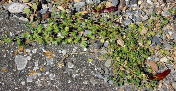 Medicago polymorpha L. - Image 3