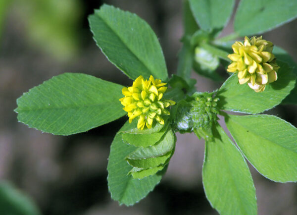 Medicago lupulina L.