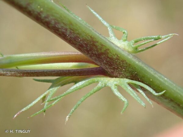 Medicago orbicularis (L.) Bartal. - Image 4