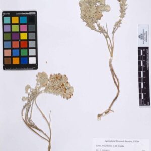 Lotus polyphyllos E.D.Clarke