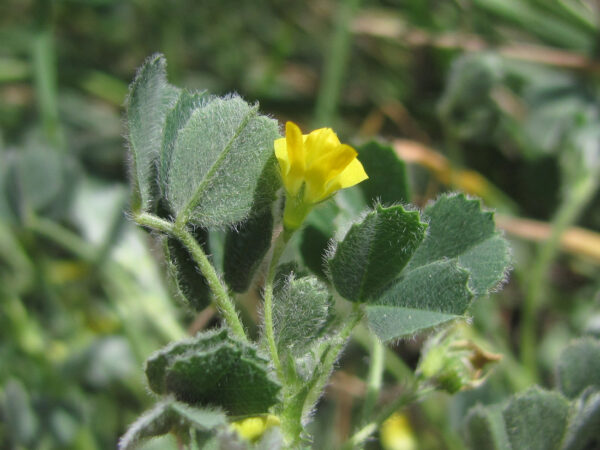Medicago disciformis DC. - Image 2
