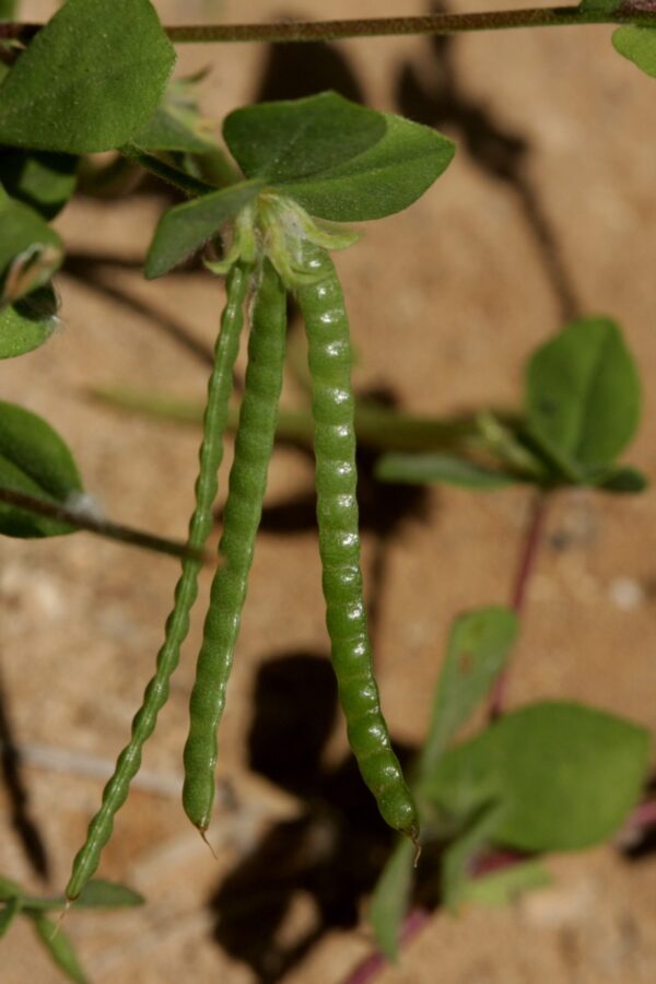 Lotus ornithopodioides L. - Image 6