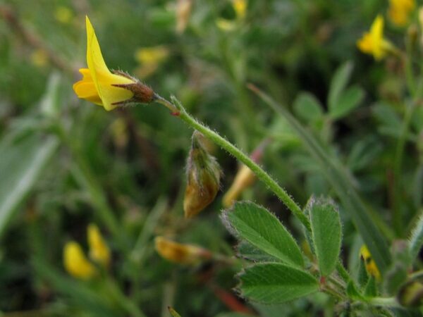 Medicago disciformis DC.