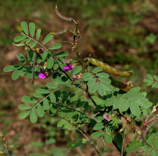 Tephrosia purpurea (L.) Pers. - Image 2