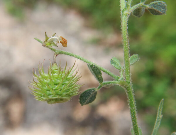 Medicago disciformis DC. - Image 3