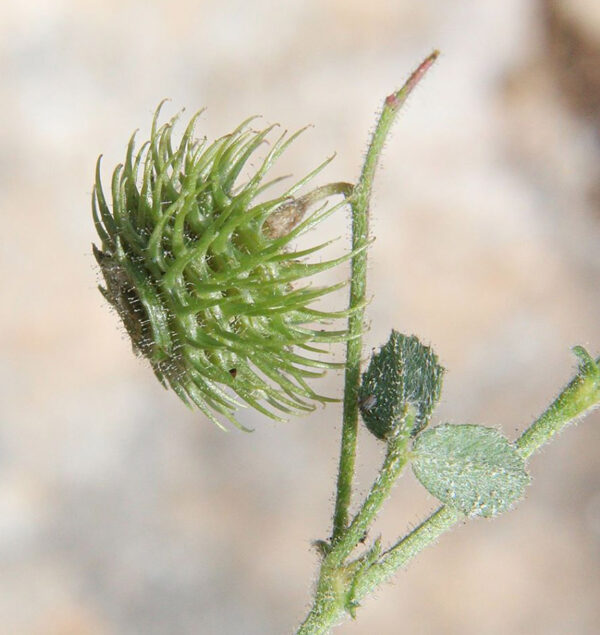 Medicago disciformis DC. - Image 4