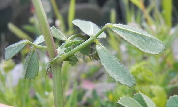 Medicago littoralis Rohde ex Loisel. - Image 5