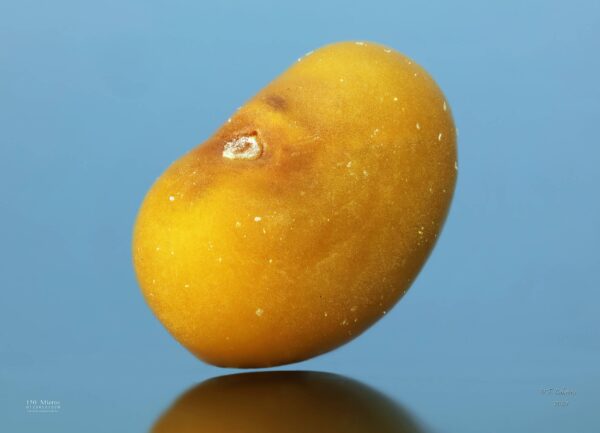 Medicago lupulina L. - Image 6