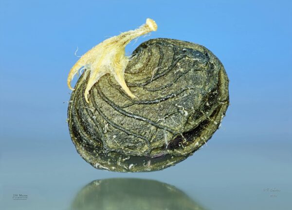 Medicago lupulina L. - Image 5
