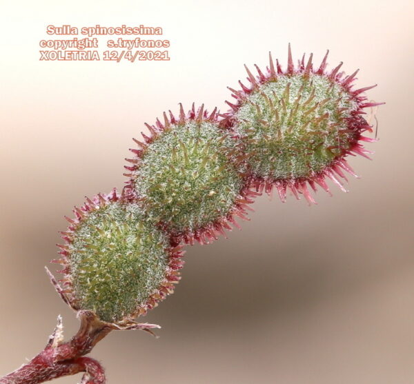 Sulla spinosissima (L.) B.H.Choi - Image 6