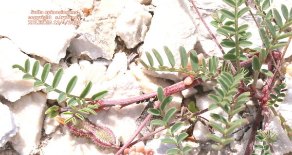 Sulla spinosissima (L.) B.H.Choi - Image 4