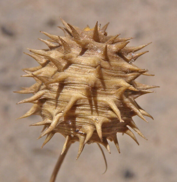 Medicago murex Willd. - Image 4