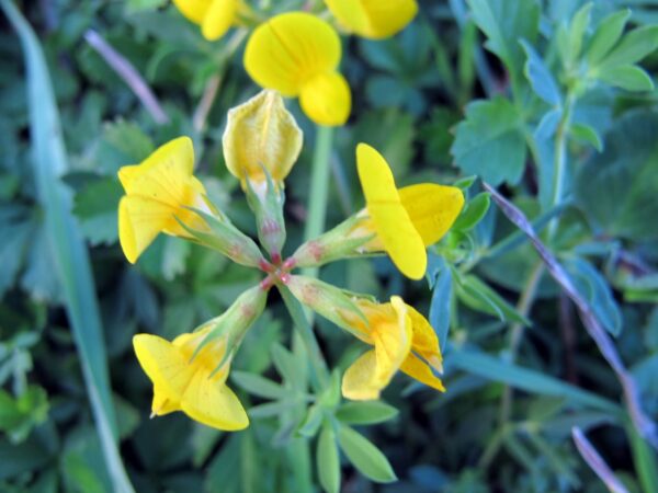 Lotus teniuis Waldst. & Kit. Ex Willd. - Image 2