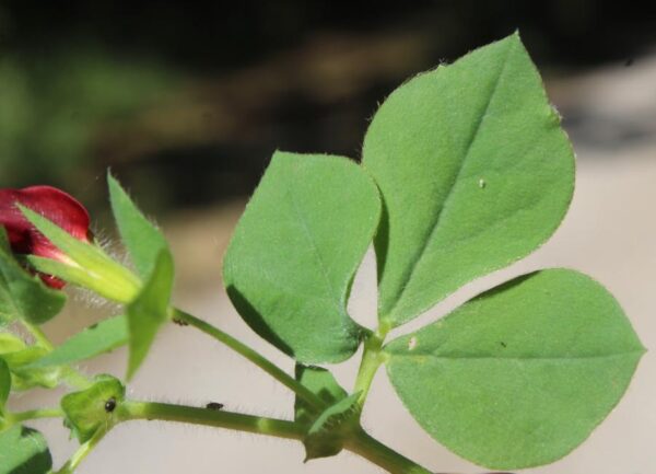 Lotus tetragonolobus L. - Image 6