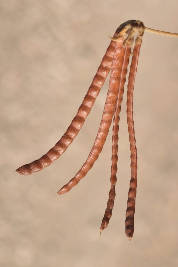 Lotus ornithopodioides L. - Image 7