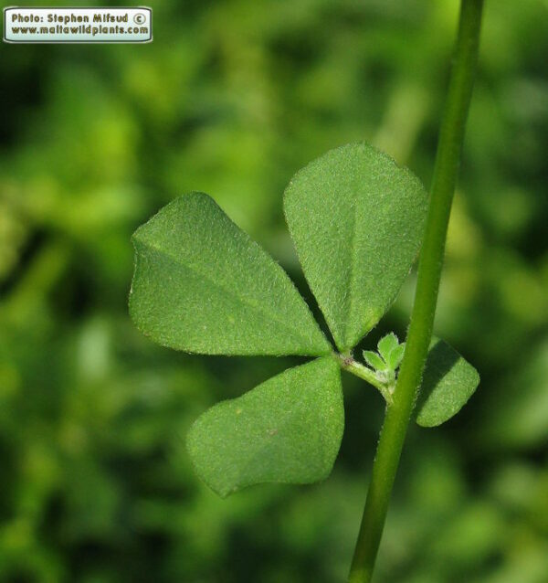 Lotus ornithopodioides L. - Image 5