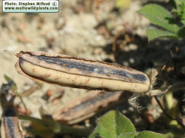 Lotus tetragonolobus L. - Image 9