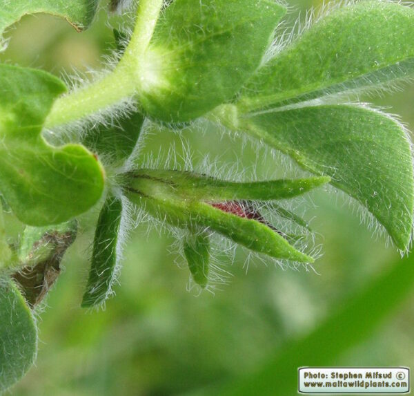 Lotus tetragonolobus L. - Image 5