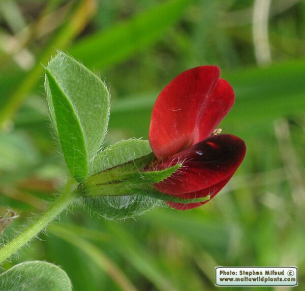 Lotus tetragonolobus L.