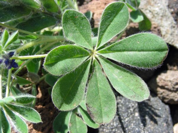 Lupinus gussoneanus J.Agardh - Image 3