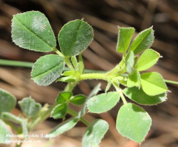 Medicago rigidula (L.) All. - Image 3