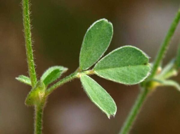 Medicago minima (L.) Bartal. - Image 3