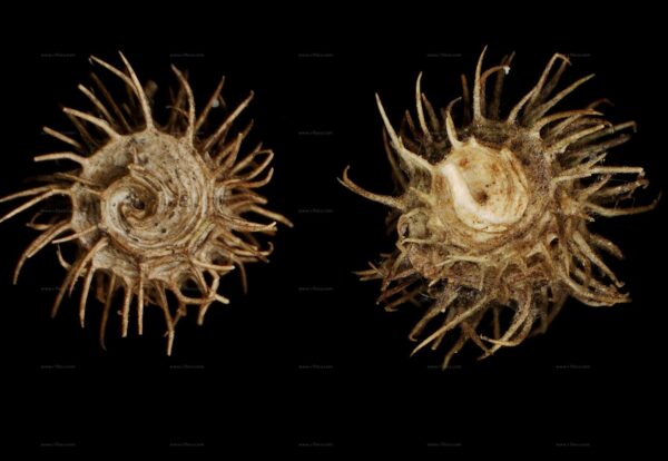 Medicago arabica (L.) Huds. - Image 7