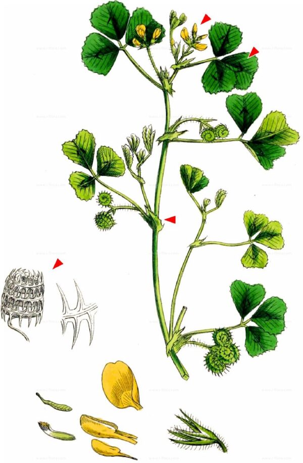 Medicago arabica (L.) Huds. - Image 8