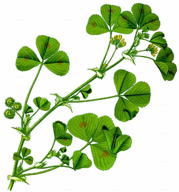Medicago arabica (L.) Huds. - Image 9