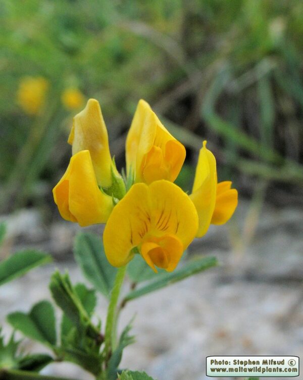 Medicago intertexta (L.) Mill.