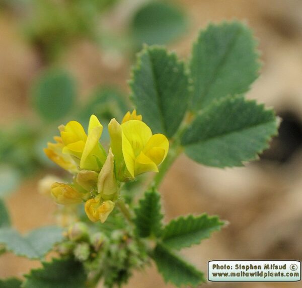 Medicago littoralis Rohde ex Loisel.