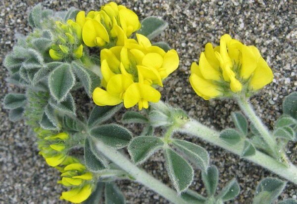 Medicago marina L.