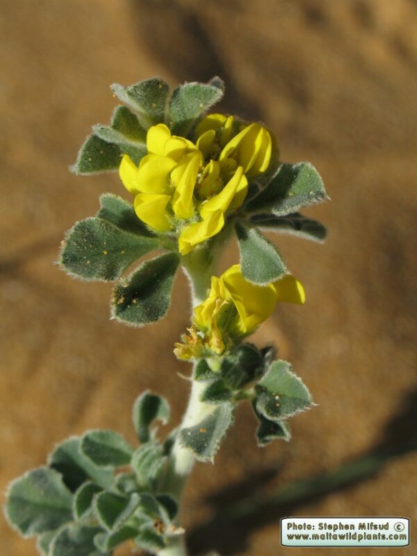 Medicago marina L. - Image 3