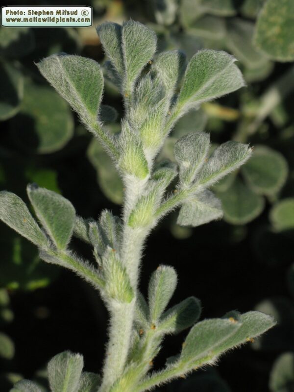 Medicago marina L. - Image 4