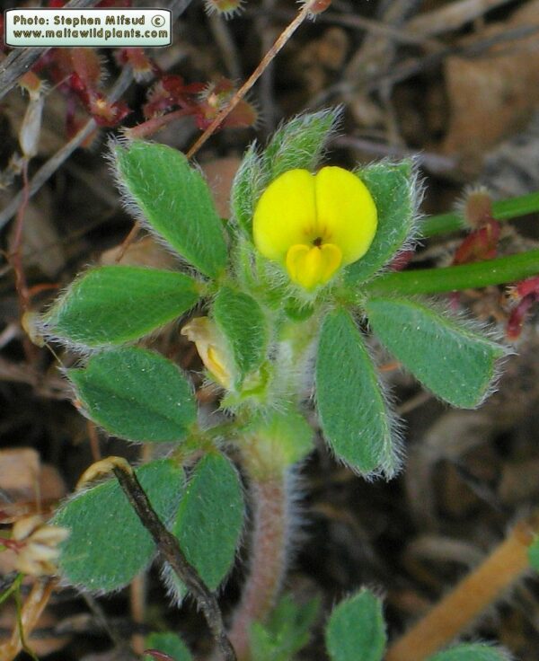 Medicago minima (L.) Bartal.