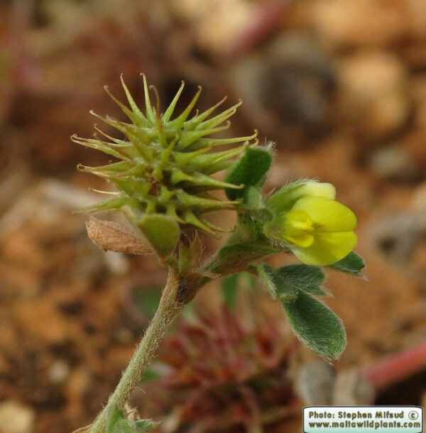 Medicago minima (L.) Bartal. - Image 5