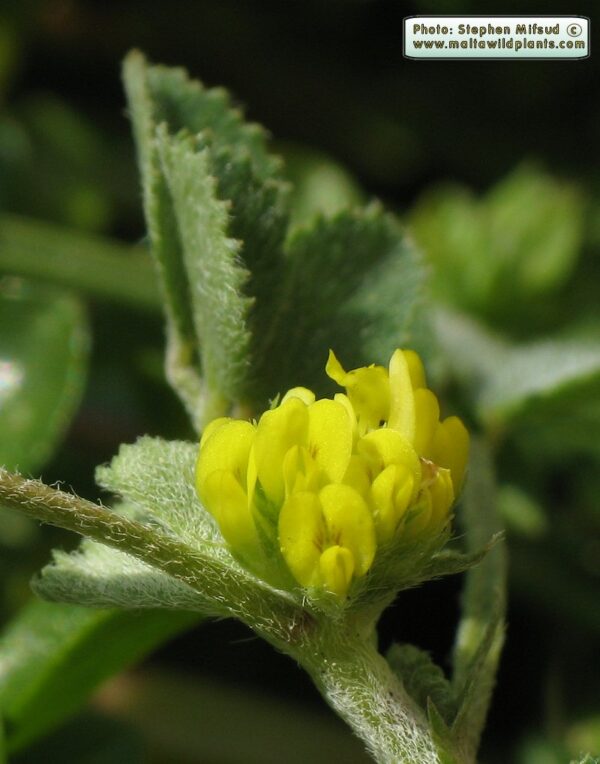 Medicago monspeliaca (L.) Trautv.