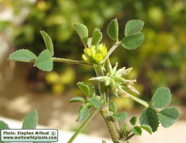 Medicago monspeliaca (L.) Trautv. - Image 3