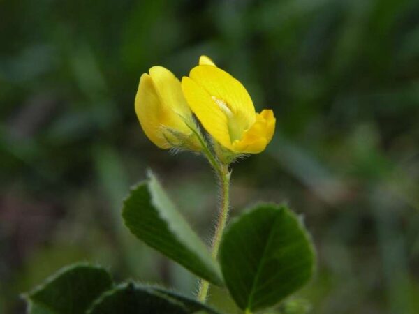Medicago rigidula (L.) All.