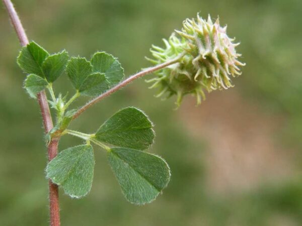 Medicago rigidula (L.) All. - Image 4
