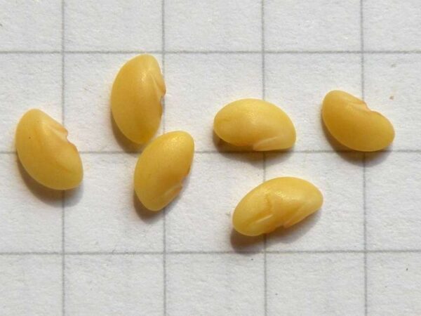 Medicago rigidula (L.) All. - Image 6