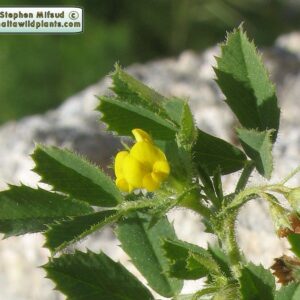 Medicago rugosa Desr.