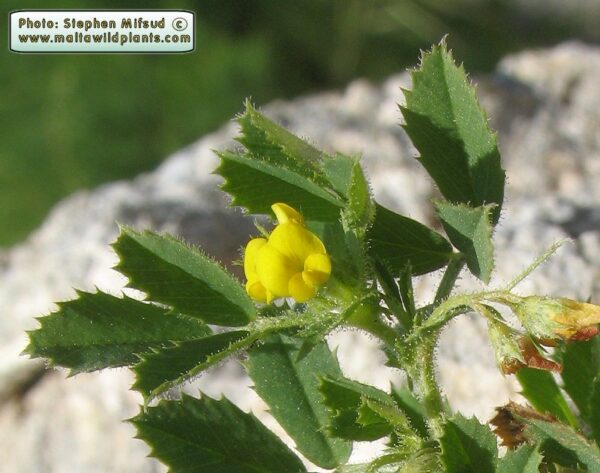 Medicago rugosa Desr.