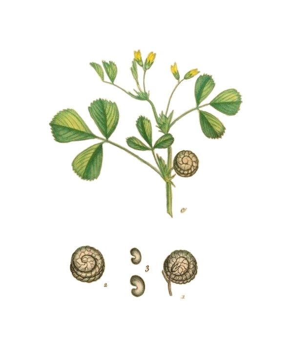 Medicago rugosa Desr. - Image 6